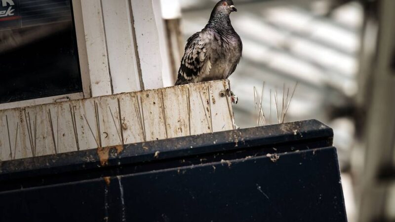 Todesfallen für Leverkusener Tauben: „Mit das Schlimmste an Tierquälerei, das ich bislang gesehen habe“