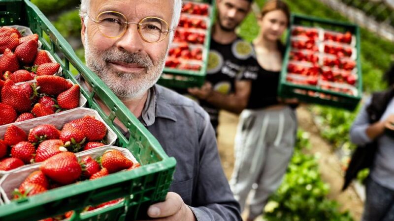 Erdbeeren pflücken in Monheim: Bauer Bossmann reagiert auf schlechtes Wetter mit Rabattaktion