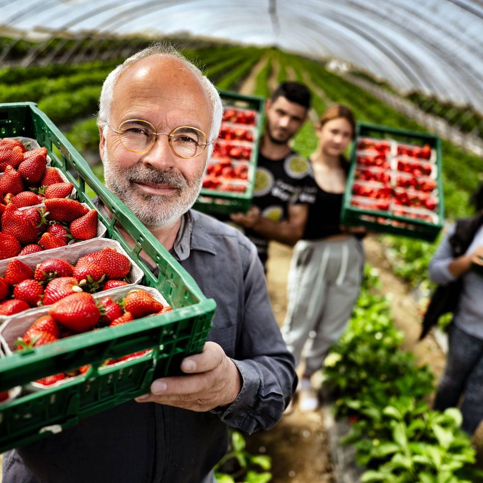 Erdbeeren pflücken in Monheim: Bauer Bossmann reagiert auf schlechtes Wetter mit Rabattaktion