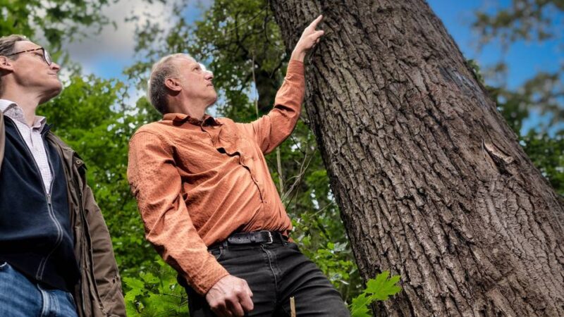 Wälder in Monheim und Leverkusen: „Der Eichenprachtkäfer ist momentan unser größtes Problem“
