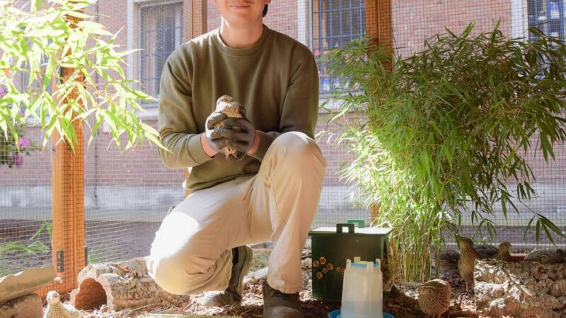 Tiertherapeutische Behandlung: Das Klever Gefängnis hat jetzt ein Wachtelgehege
