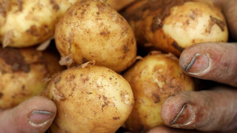 Landwirtschaft in Kaarst: „Wenn wir wettbewerbsfähig sein wollen, müssen die Kartoffeln eine Top-Qualität haben“