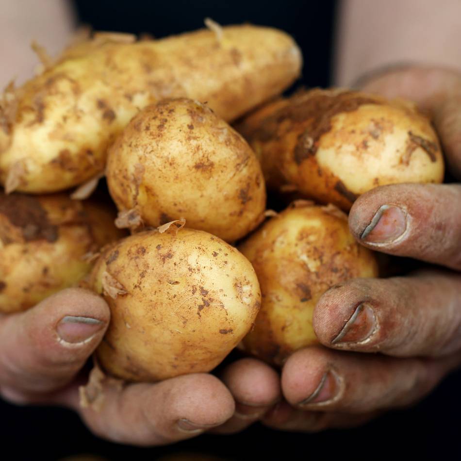 Landwirtschaft in Kaarst: „Wenn wir wettbewerbsfähig sein wollen, müssen die Kartoffeln eine Top-Qualität haben“