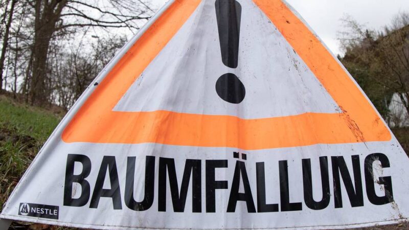 Baumfällungen: Alte Pappeln in Schiefbahn nicht mehr standsicher