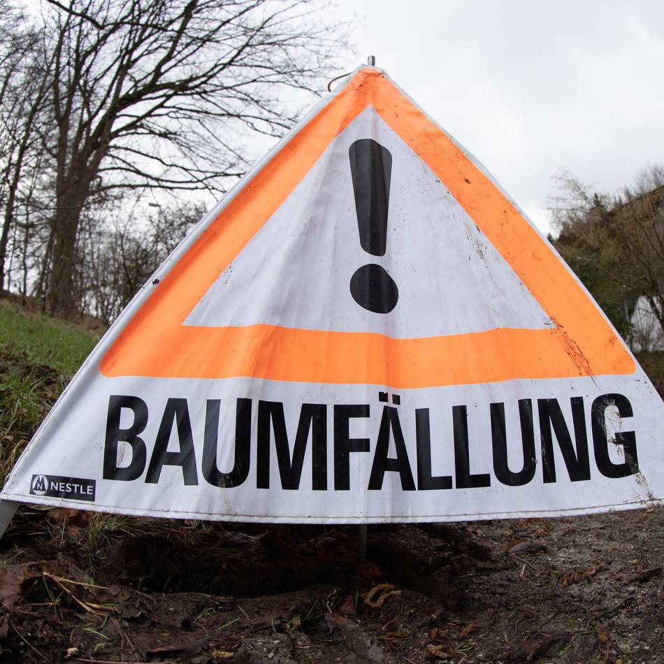 Baumfällungen: Alte Pappeln in Schiefbahn nicht mehr standsicher