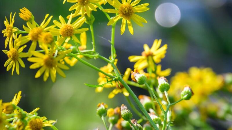 Landwirtschaft in Meerbusch: Kampf gegen giftiges Jakobskreuzkraut mit Raupen oder Chemie?