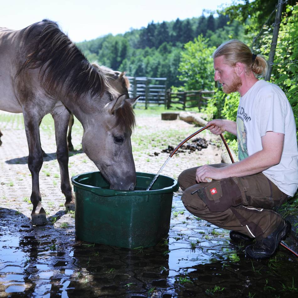 Hochsommer im Kreis Mettmann: Das große Schwitzen der Tiere