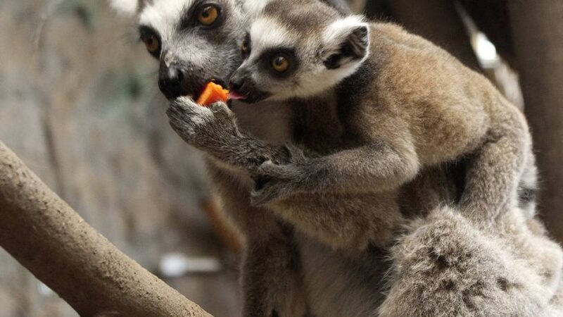 Nachwuchs im Rheinberger Terrazoo: Wie Katta-Baby Viktor die Welt entdeckt