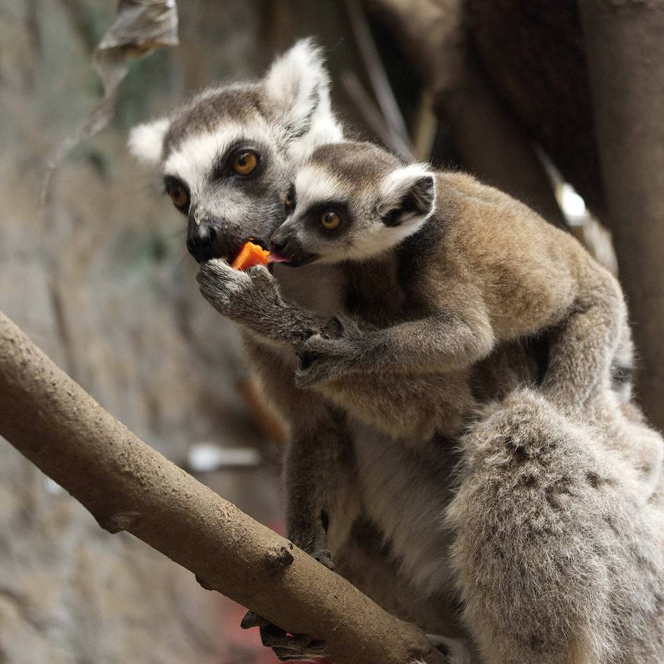 Nachwuchs im Rheinberger Terrazoo: Wie Katta-Baby Viktor die Welt entdeckt