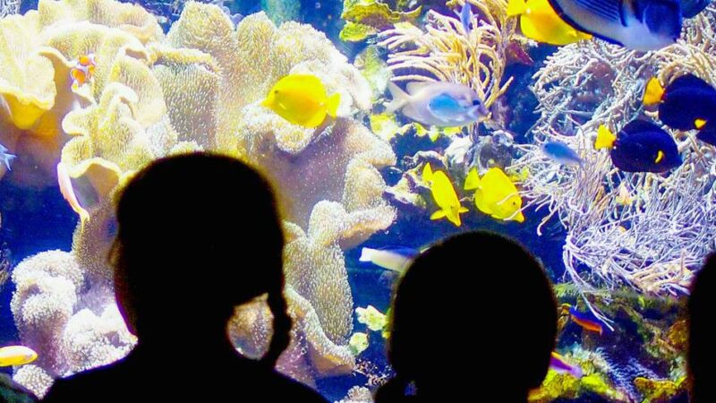 „zdi“-Angebot in Leverkusen: Ferienkurse zu Bienen, Korallenriffen und Technik