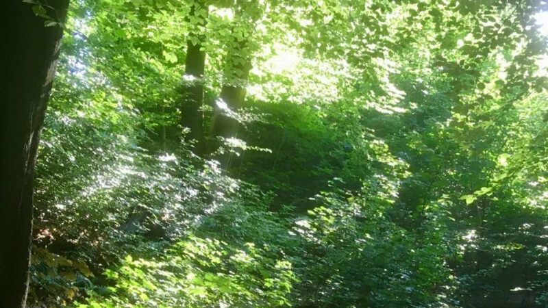 Hitze in Leverkusen: Rauchen, Grillen, Parken – was im Wald jetzt verboten ist