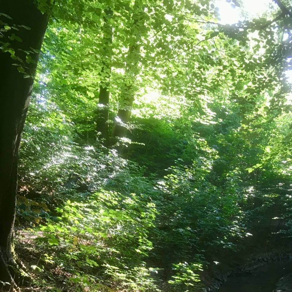 Hitze in Leverkusen: Rauchen, Grillen, Parken – was im Wald jetzt verboten ist