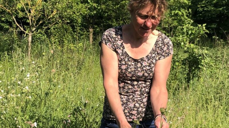 Wildkräuter in Zons: Ein Spaziergang, der schmeckt