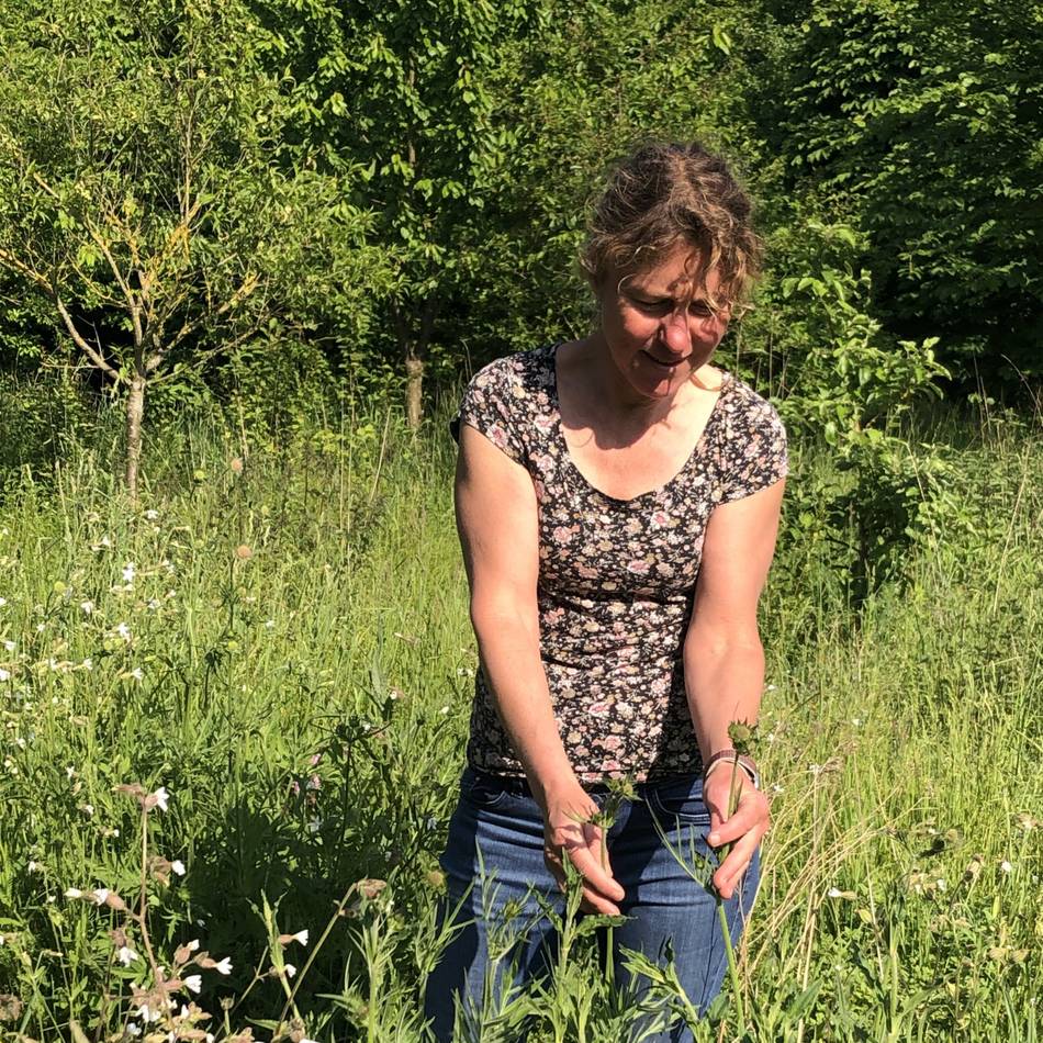Wildkräuter in Zons: Ein Spaziergang, der schmeckt