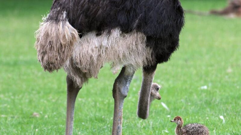 Flamingos, Pinguine, Straußen: Das große Piepsen – Vogelnachwuchs im Krefelder Zoo