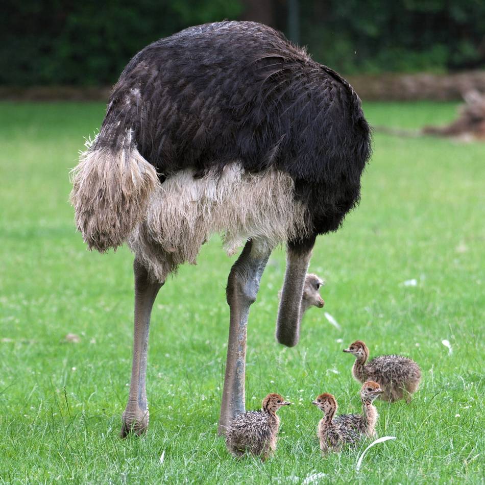 Flamingos, Pinguine, Straußen: Das große Piepsen – Vogelnachwuchs im Krefelder Zoo