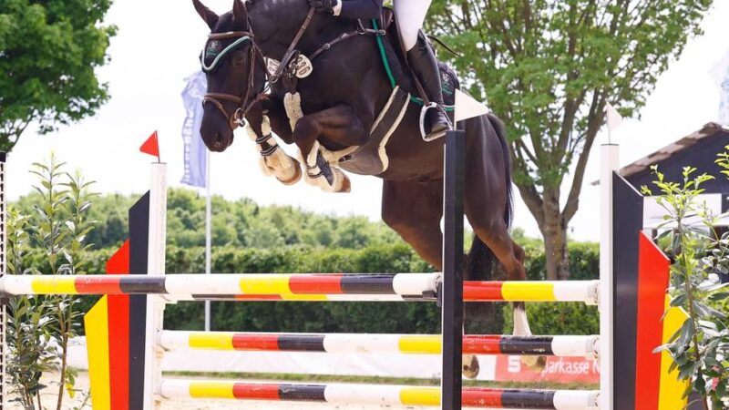 Novum bei den Springreitertagen Gut Eichhof: „Das gilt unter vorgehaltener Hand auch als Deutsche Meisterschaft der jungen Pferde“
