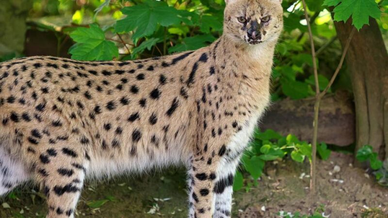 Nach Flucht des Servals in Krefeld: „Wir haben immer noch keine Idee, wie Nia entkommen konnte“