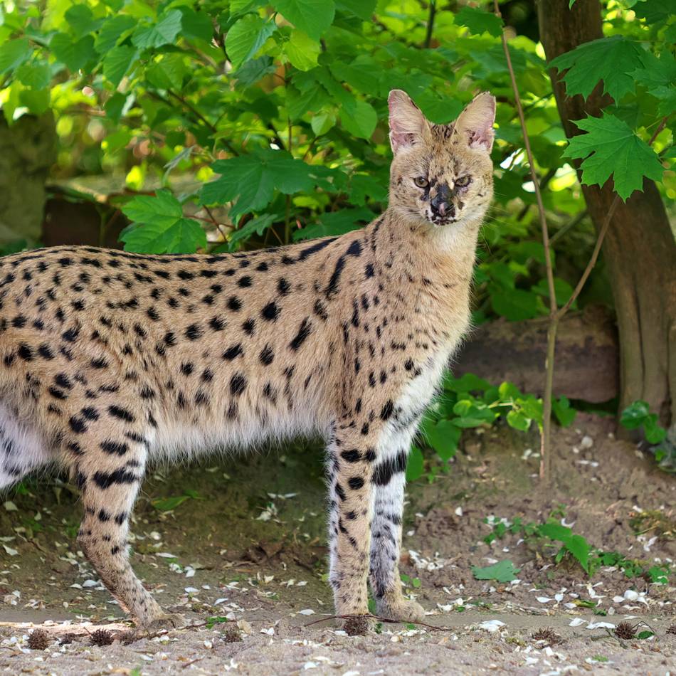 Nach Flucht des Servals in Krefeld: „Wir haben immer noch keine Idee, wie Nia entkommen konnte“