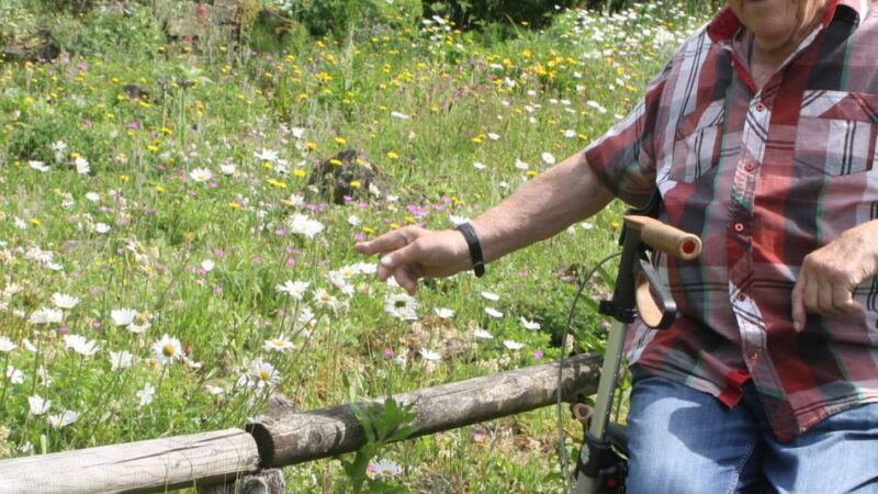Es blüht um den Nettetaler Naturschutzhof: Blühfläche ist nicht gleich Blühfläche