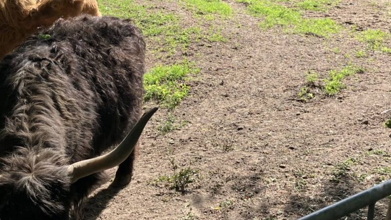 Ärger am Landschaftshof Baerlo: Müssen Nettetals Hochlandrinder getötet werden?