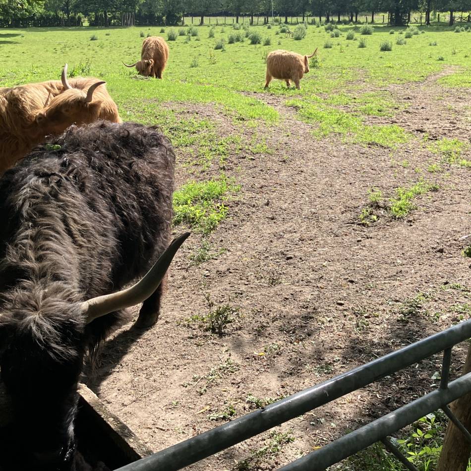 Ärger am Landschaftshof Baerlo: Müssen Nettetals Hochlandrinder getötet werden?