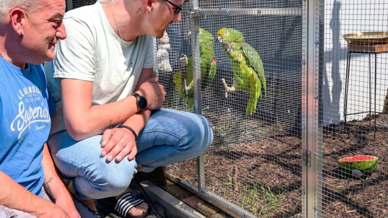Serie „Mein Hobby“: „Manche Papageien werden wie Wanderpokale gehalten“