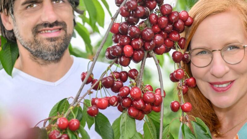 Die Kirschernte hat begonnen: „Kirschen sind kleine Zicken“