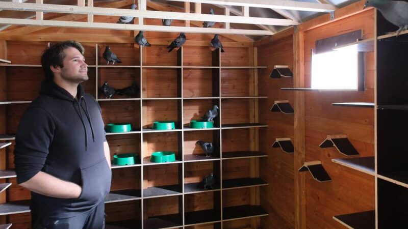 Erfolgsmodell wird ausgeweitet: Zweites Taubenhaus in Ratingen eröffnet