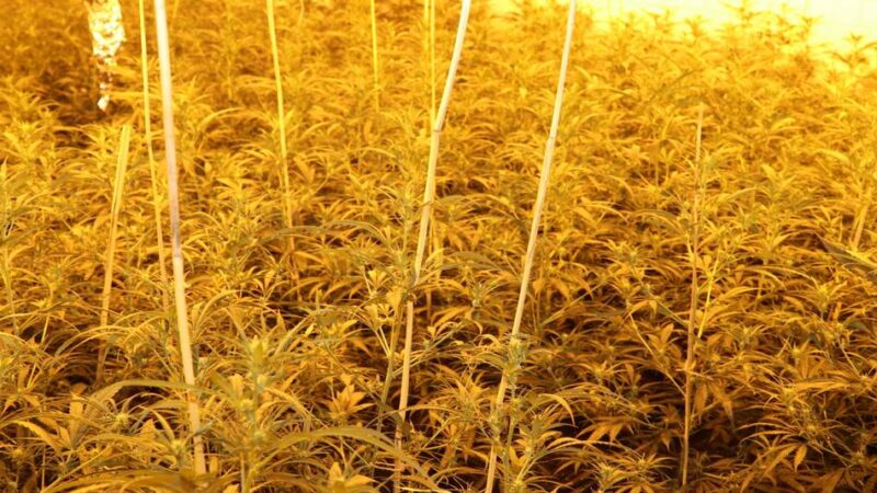 Fund in Mönchengladbach: Rohrbruch-Meldung führt Polizei zu Cannabisplantage