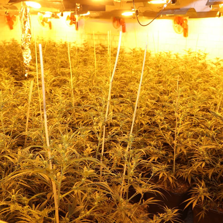 Fund in Mönchengladbach: Rohrbruch-Meldung führt Polizei zu Cannabisplantage