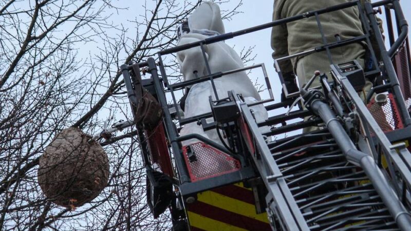 Invasive Art in Duisburg: Wie die Asiatische Hornisse die heimischen Honigbienen bedroht