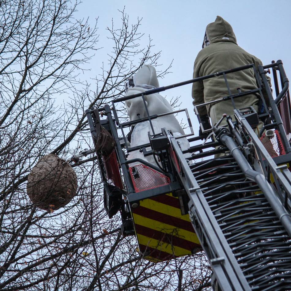 Invasive Art in Duisburg: Wie die Asiatische Hornisse die heimischen Honigbienen bedroht