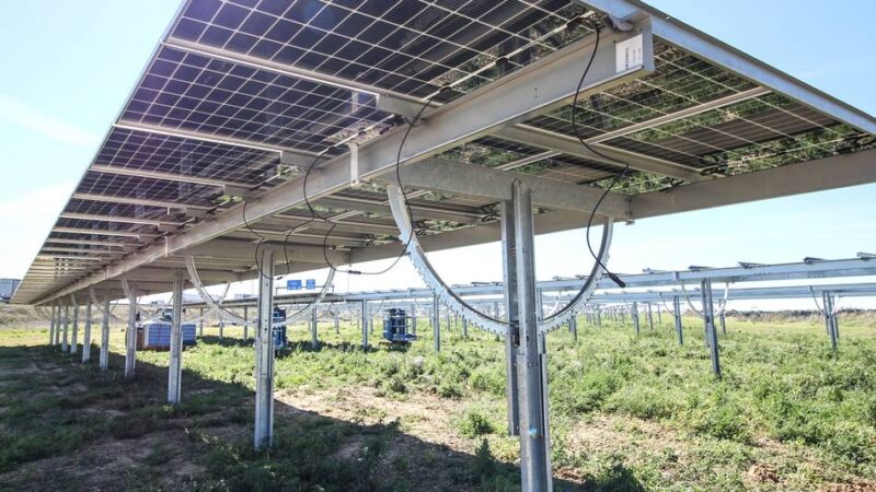 Geplanter Solarpark in Radevormwald: Rinder und Photovoltaik teilen sich Fläche in Heide