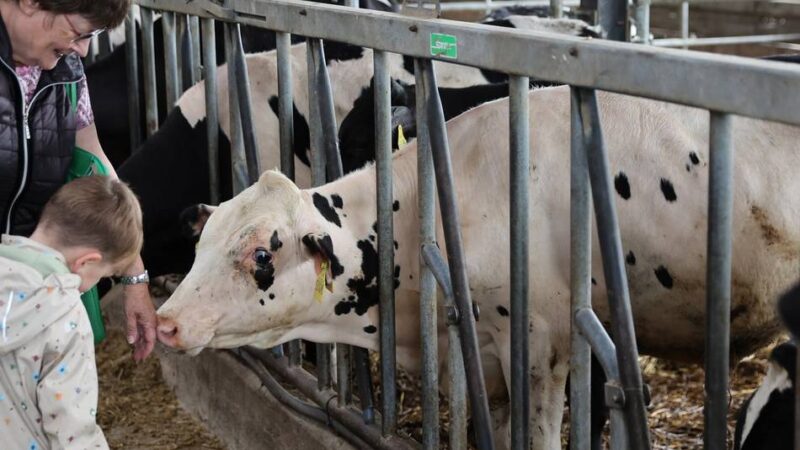 Landwirtschaft in Korschenbroich: So sieht es bei den Ammenkühen und in der „Kälbchen-Kita“ aus