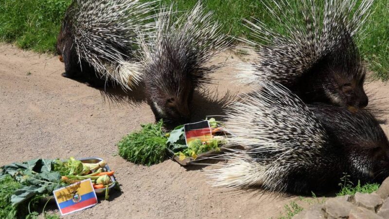 WM-Orakel in Leverkusen: Stachelschweine Günter, Günther und Co. glauben an die deutsche Nationalelf