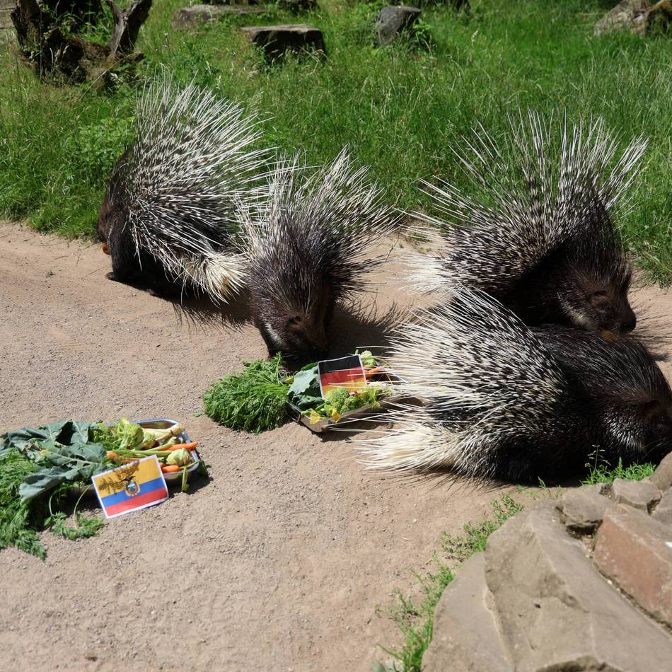 WM-Orakel in Leverkusen: Stachelschweine Günter, Günther und Co. glauben an die deutsche Nationalelf