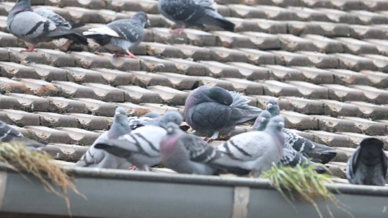 Taubenhasser in Leverkusen unterwegs?: Unbekannter Tierquäler schießt auf Stadttaube
