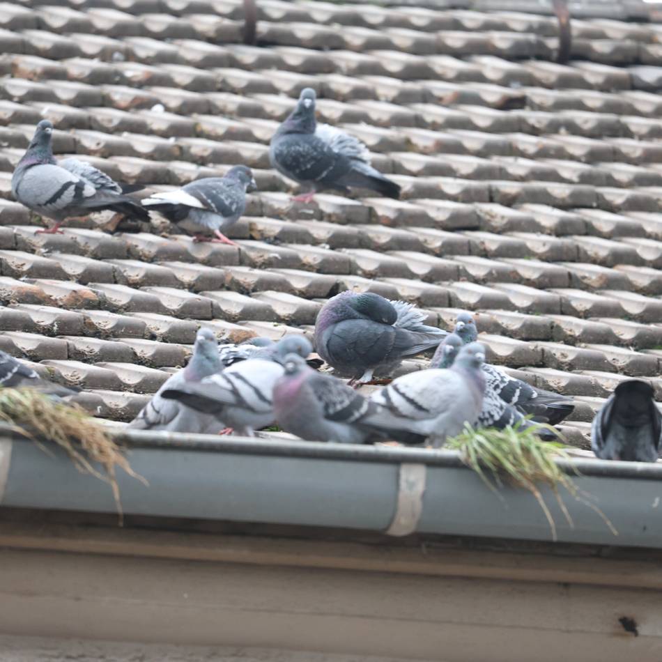 Taubenhasser in Leverkusen unterwegs?: Unbekannter Tierquäler schießt auf Stadttaube