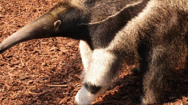 Neues tierisches Orakel : Hat Taio den richtigen Riecher für die WM?