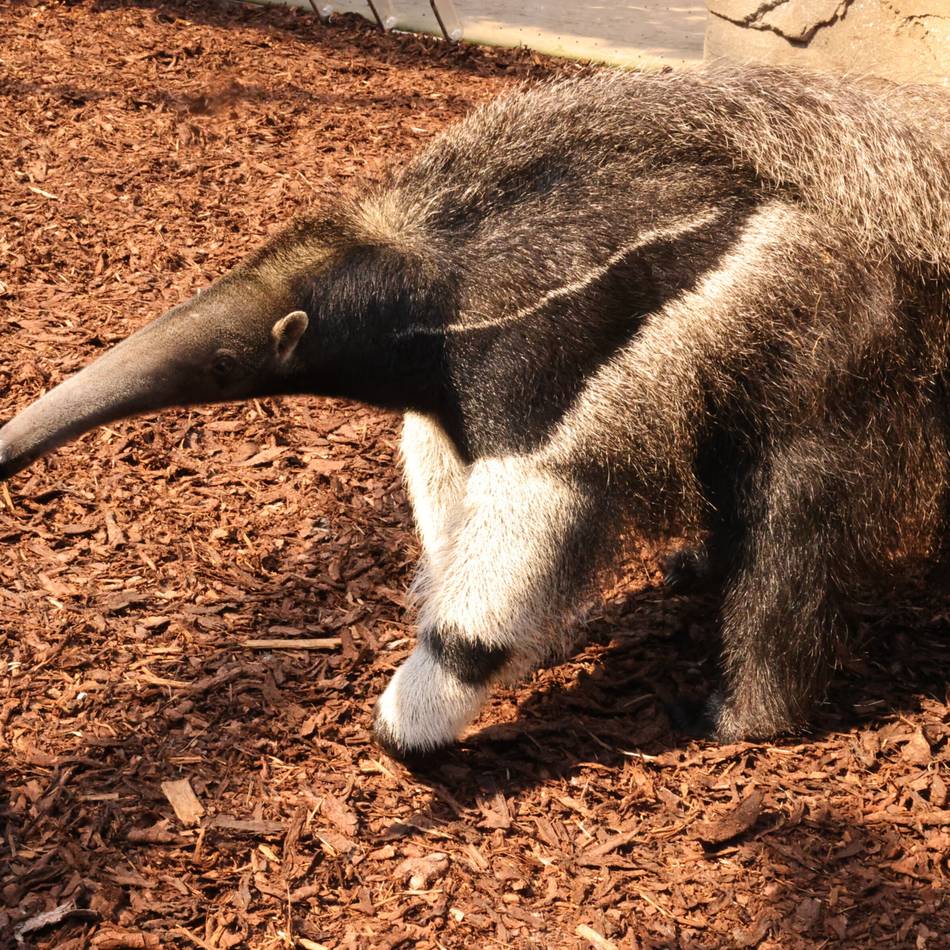 Neues tierisches Orakel : Hat Taio den richtigen Riecher für die WM?