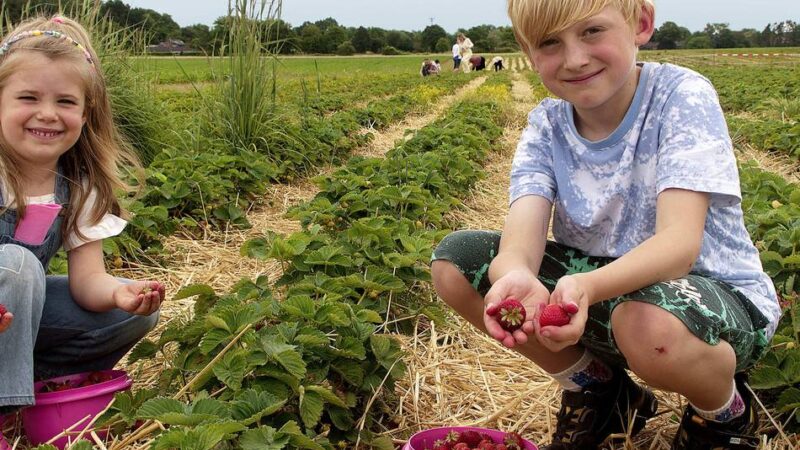 Auf den Feldern in Budberg: Gute Saison zum Selbstpflücken von Erdbeeren