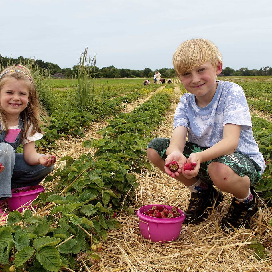Auf den Feldern in Budberg: Gute Saison zum Selbstpflücken von Erdbeeren