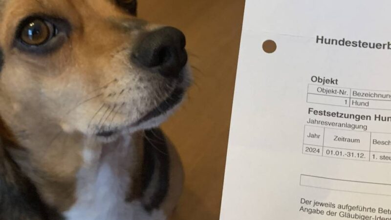 Für mehrere Tiere wird es teuer: Hundesteuer – wichtige Einnahmequelle auch für Kevelaer
