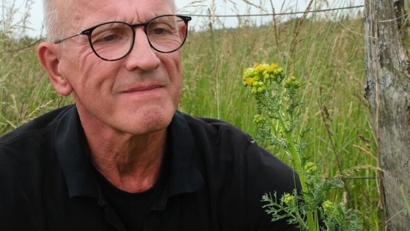 Landwirte in Sorge: Jakobskreuzkraut – gefürchtet und geliebt