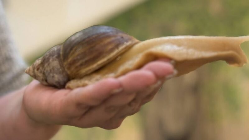 Tiergestützte Pädagogik  : Warum in einer Dormagener Kita zehn Riesenschnecken leben