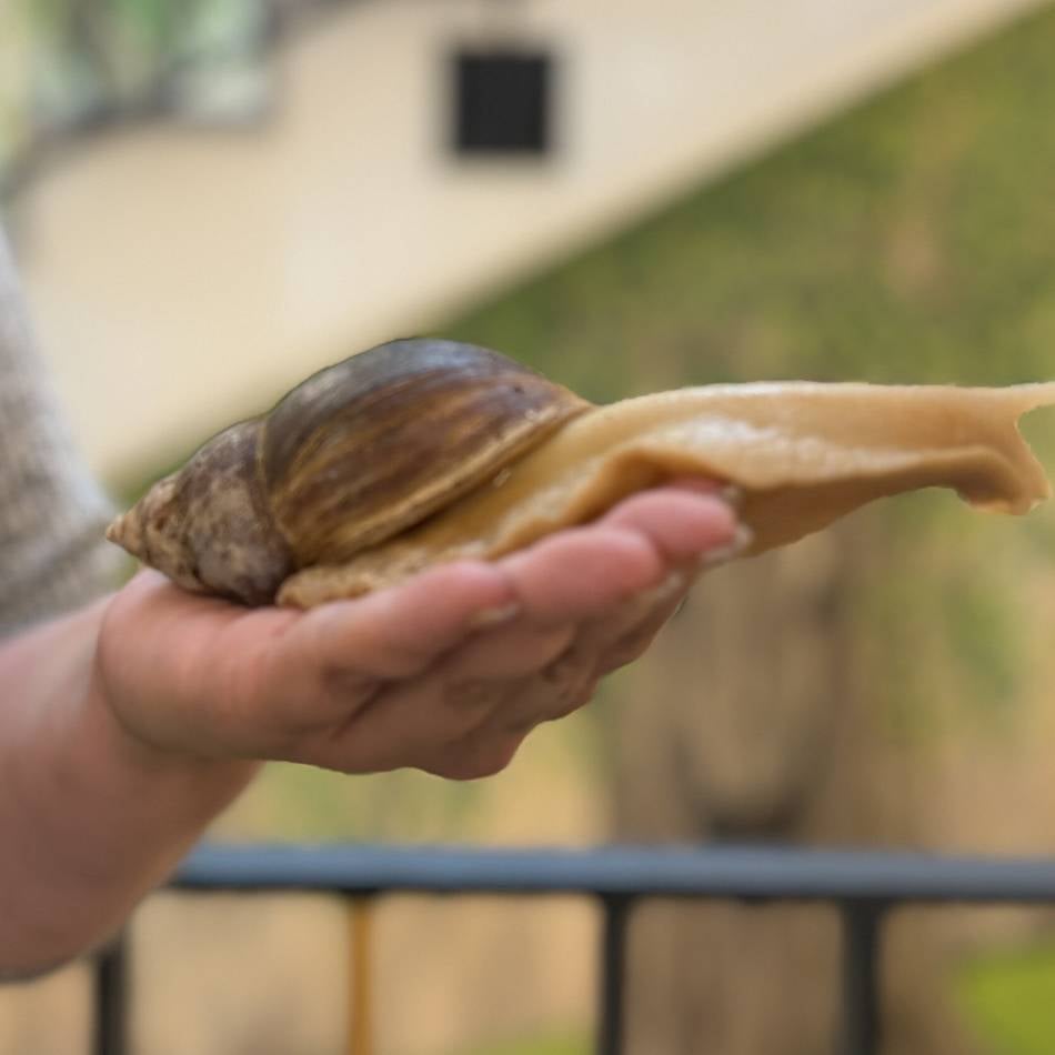 Tiergestützte Pädagogik  : Warum in einer Dormagener Kita zehn Riesenschnecken leben