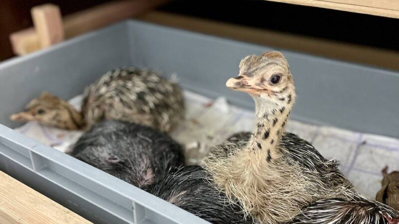 Straußenfarm in Wermelskirchen: „Wir fahren den Tierbestand wieder hoch“