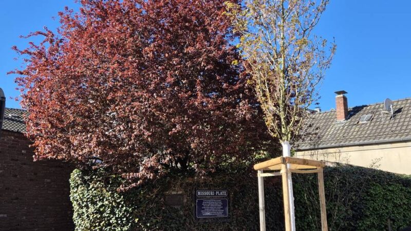 Grünpflege in Meerbusch: Wie die Stadtbäume gut durch die Hitze kommen