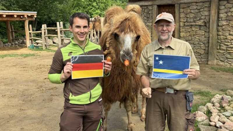 WM-Orakel: Trampeltierstute Lana tippt deutsche Gruppenspiele